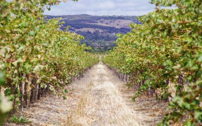 The Best Unexpected Wine Region Wineries